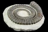 Devonian Ammonite (Anetoceras) - Morocco #110664-1